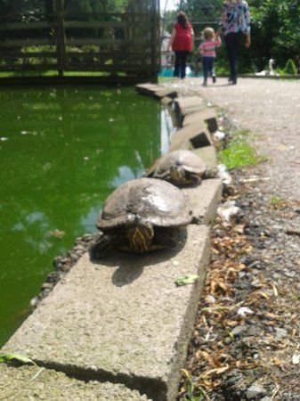 Knoxwood Wildlife Rescue Centre